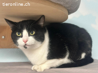 Kiko, m./kastr., 24.09.2023