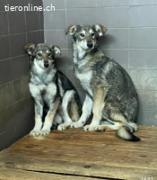 Kim und Kat-Geschwisterpärchen auf Familiensuche