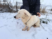 KIMBERLY, liebe Mixhündin, ca.2J.,32cm,* PS 82178 Puchheim*