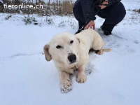 KIMBERLY, liebe Mixhündin, ca.2J.,32cm,* PS 82178 Puchheim*