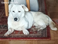 KIMBERLY, liebe Mixhündin, ca.2J.,32cm,* PS 82178 Puchheim*