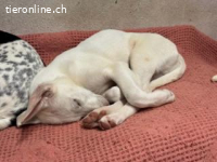 Kinder - fröhlicher und aufgeweckter Welpe
