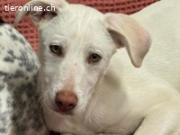 Kinder - fröhlicher und aufgeweckter Welpe