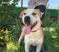 Kira-14 , liebe und freundliche Hündin