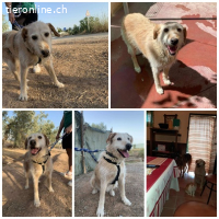 Kira, w./kastr., geb. 06/2014, Größe: 60 cm