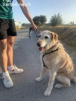 Kira, w./kastr., geb. 06/2014, Größe: 60 cm