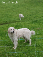 Kiss - liebevolle Fellnase auf der Suche nach ihrem Glück