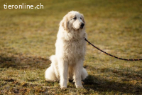 Kiss - liebevolle Fellnase auf der Suche nach ihrem Glück