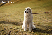 Kiss - liebevolle Fellnase auf der Suche nach ihrem Glück