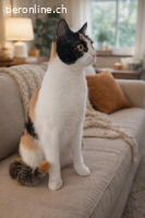 KITTY - DIE KLEINE HERZENSBRECHERIN