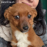 Kitty wünscht sich eine Familie