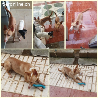 Kivo, m./kastr., geb. 01/2024,Größe: 43 cm/9,2 kg