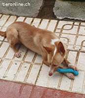 Kivo, m./kastr., geb. 01/2024,Größe: 43 cm/9,2 kg