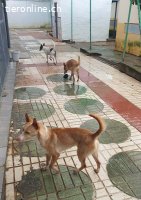 Kivo, m./kastr., geb. 01/2024,Größe: 43 cm/9,2 kg