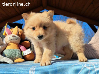 KJELL, putziger Mixbub, ca. 2 Mo., 20cm, 1,6kg