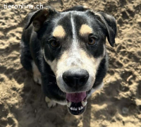 Klausz, lieber Bursche