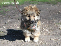 KLING, lustiger Mischlingsbub, 2,5 Monate