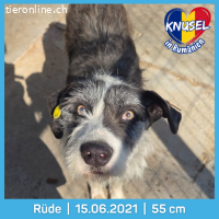 Knusel möchte sein Herz verschenken