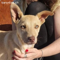 Konik – kleiner Abenteurer mit großem Lebenshunger