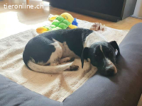 KONY, aufgeweckter Mixrüde ca. 1,5 J.,*PS in 85609 Dornach*