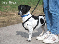 KONY, aufgeweckter Mixrüde ca. 1,5 J.,*PS in 85609 Dornach*