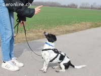 KONY, aufgeweckter Mixrüde ca. 1,5 J.,*PS in 85609 Dornach*