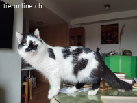 Kuh, m./kastr., geb. 02/2025, Einzelplatz