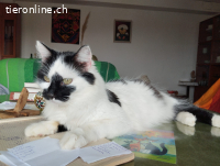 Kuh, m./kastr., geb. 02/2025, Einzelplatz