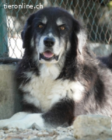 Kuno - Ein Ende in Sicht?