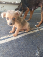 Kylie eine kleine Herzenbrecherin mit großer Wirkung