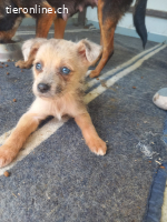 Kylie eine kleine Herzenbrecherin mit großer Wirkung