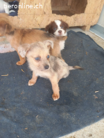 Kylie eine kleine Herzenbrecherin mit großer Wirkung