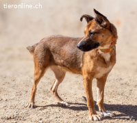 Lani, aktive, verschmuste Hündin