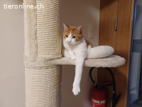 Lausbub Faro sucht spannendes Zuhause