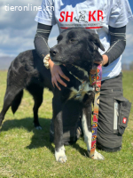 Lebensfrohe Hündin mit grossem Herz sucht Orientierung