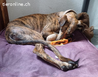 Lebensfrohes Powermäuschen ANANDA sucht ihre Menschen