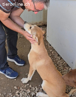 Leda: möchte spielen, lernen, kuscheln