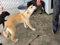 Lennox: möchte spielen, lernen, kuscheln