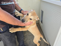 Lennox: möchte spielen, lernen, kuscheln