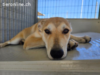 Lennox: möchte spielen, lernen, kuscheln