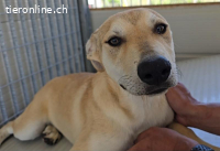 Lennox: möchte spielen, lernen, kuscheln