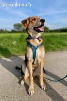 Lemmy (ca. 3,5 Jahre) - Kasperkopf sucht Familie