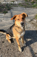 Lemmy- Schlawiner und Gute-Laune-Garant (4 Jahre)