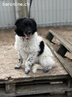 Lencsi-7, herziges Hundemädchen