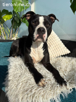 Lennox - unser Schmusebubi