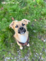 Lenny – der kleine Prinz mit Kuschelfaktor