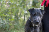 Lenora, fröhliches Hundemädchen