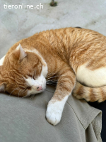 Leo, m./kastr., geb. 11/2024, FIV+