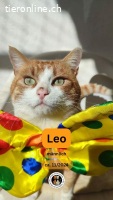 Leo, m./kastr., geb. 11/2024, FIV+