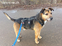 LEON, lebenslustiger Mixopi, ca. 13J., *Gnadenplatz gesucht*